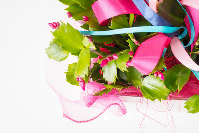 Close-up of pink flowers over white background