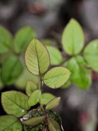 Close-up of rose leaves