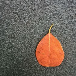 Close-up of orange leaf