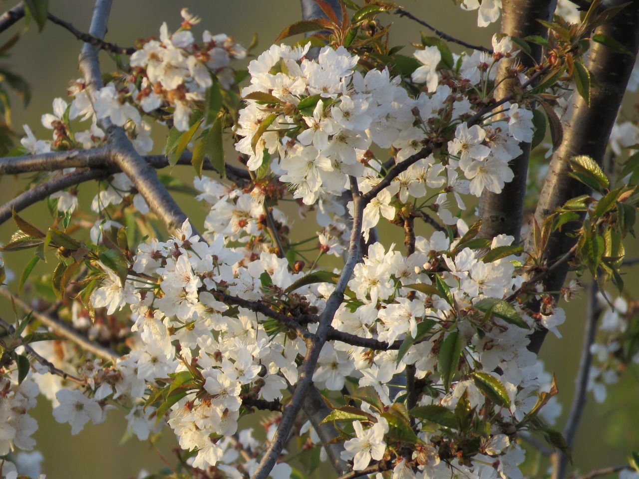 CLOSE-UP OF WHITE CHERRY BLOSSOM TREE