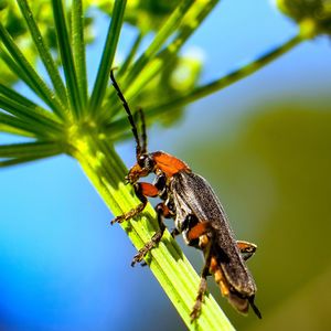 Close-up of insect perching on tree