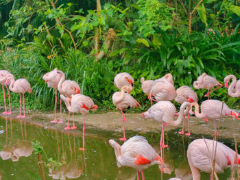 View of birds in lake