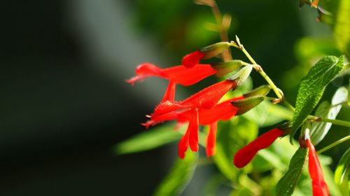 Close-up of red flower