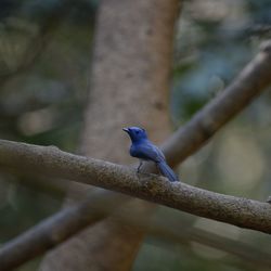 Close-up of bird perching on branch