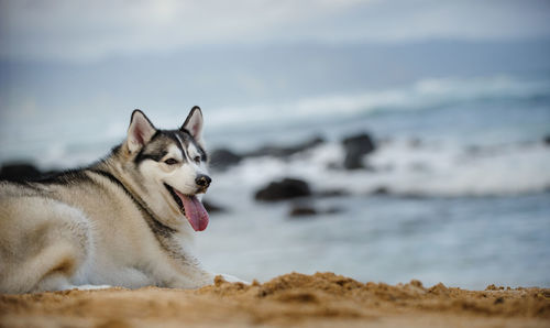 Dog panting while sitting at beach