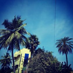 Low angle view of palm trees against blue sky