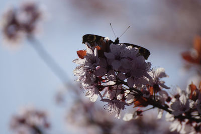 Close-up of insect on flower against sky