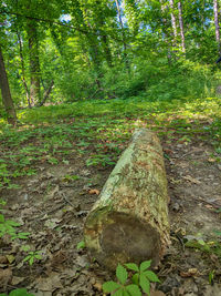 Plants growing on land in forest