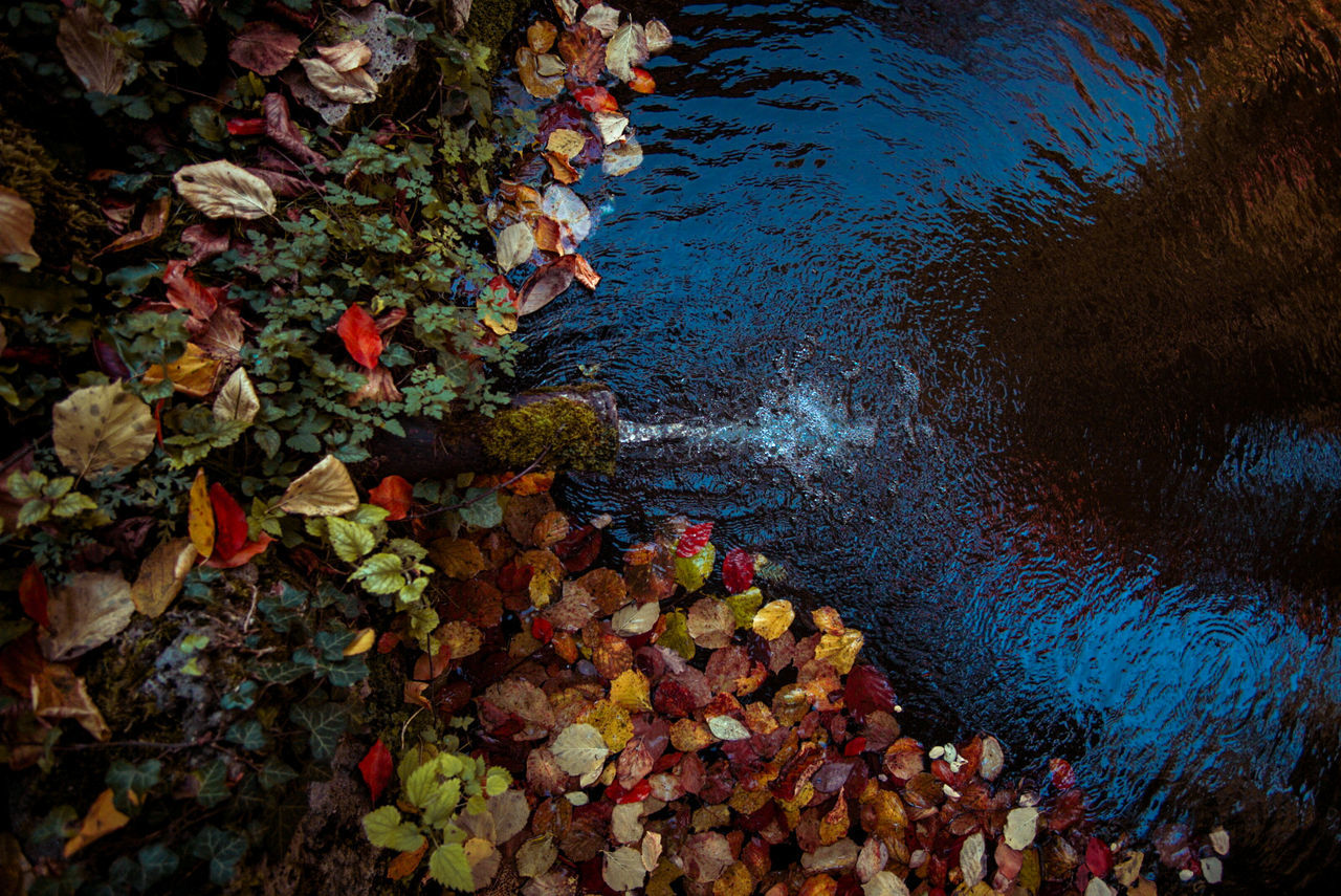 water, nature, autumn, leaf, reflection, plant part, no people, high angle view, plant, day, beauty in nature, sunlight, outdoors, flower, tranquility, tree, land, lake, rock, growth, falling