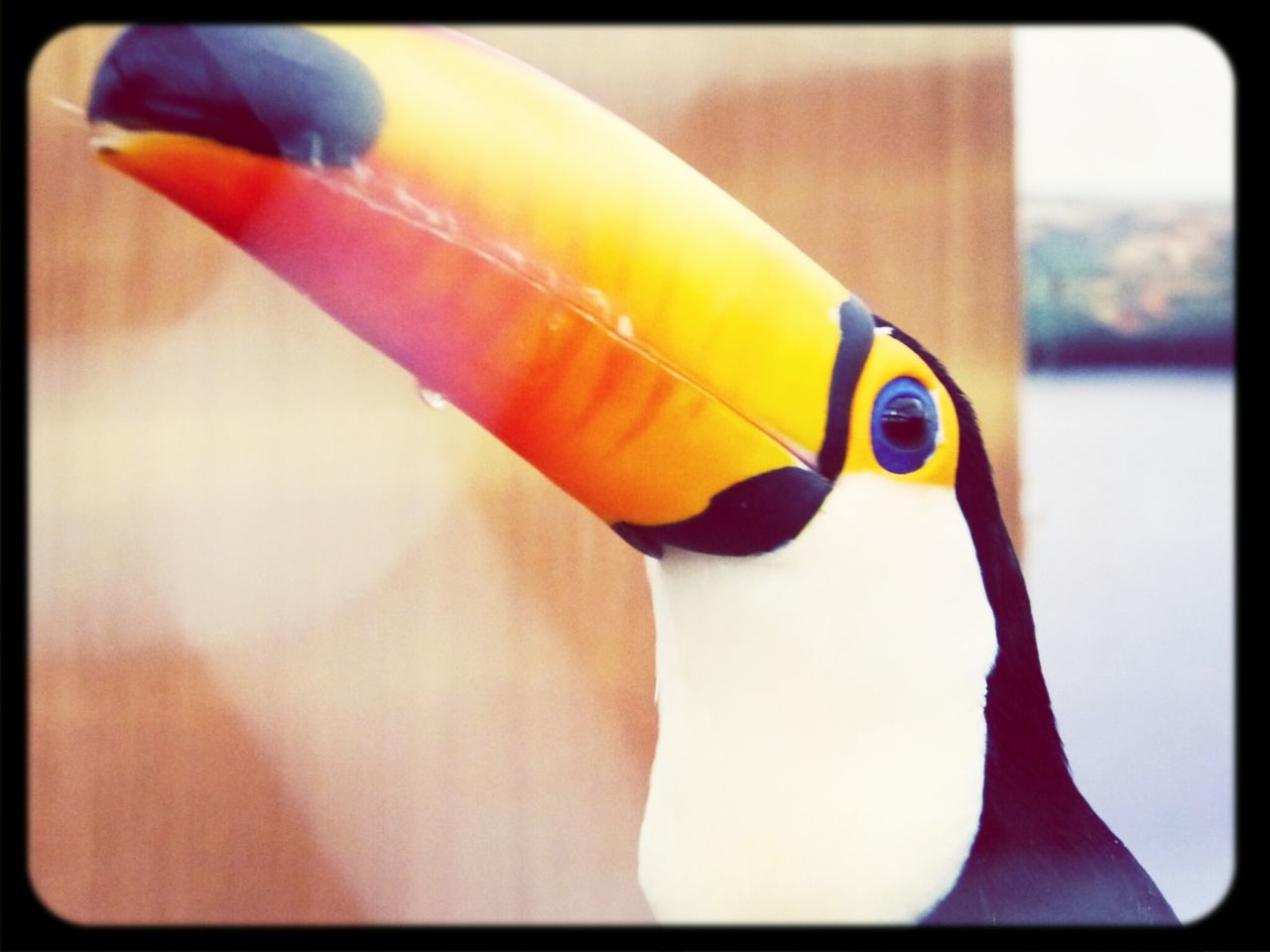 transfer print, close-up, one animal, auto post production filter, yellow, focus on foreground, multi colored, animal themes, toy, bird, animal head, beak, wildlife, part of, indoors, animals in the wild, one person, day, selective focus, parrot