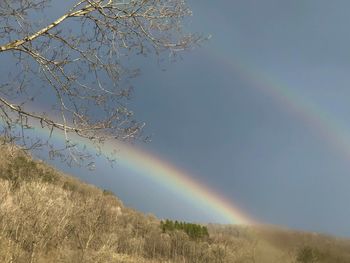 Low angle view of rainbow over trees against sky