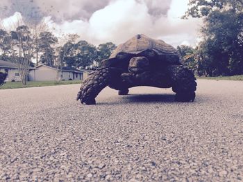 Low angle view of turtle on road