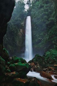 Scenic view of waterfall in forest