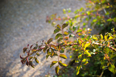 Close-up of plant