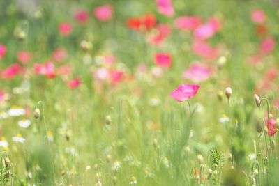 Close-up of flowers blooming on field