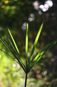 Close-up of plant