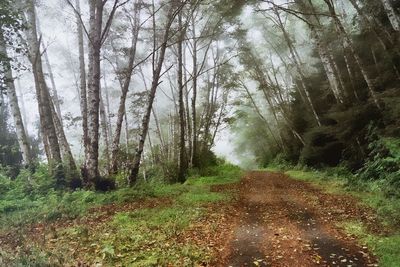 Road amidst trees in forest