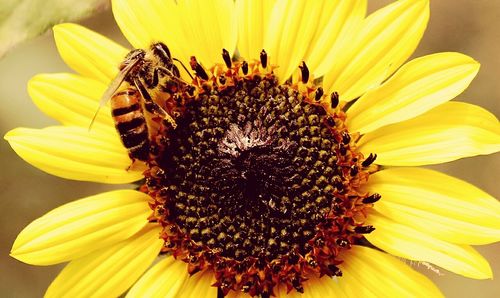 Close-up of bee pollinating on sunflower