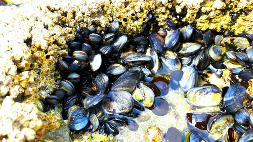 Full frame shot of shells