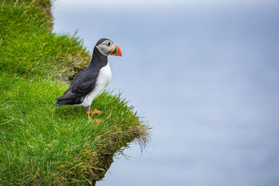 Close-up of bird perching on a plant