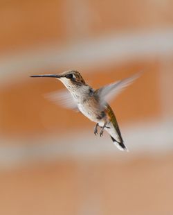 Close-up of bird flying against blurred background