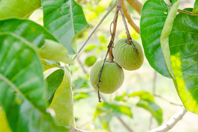 Close-up of fruit growing on tree