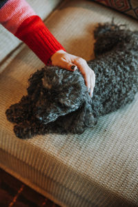 High angle view of dog sleeping at home