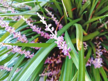 Close-up of flowers