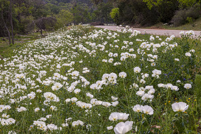 White flowering plants on field