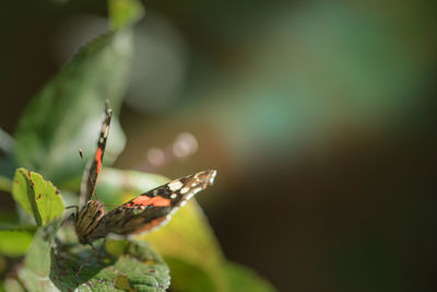 Close-up of insect on plant