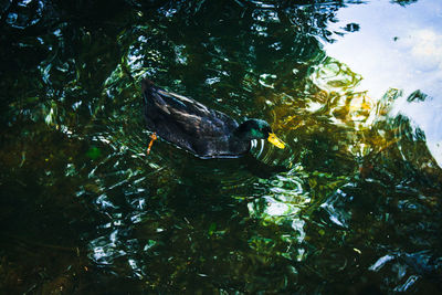 Bird swimming in lake