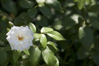 Close-up of white flowers blooming outdoors