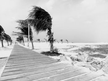 Palm trees on beach against sky