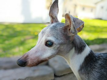 Close-up of dog looking away