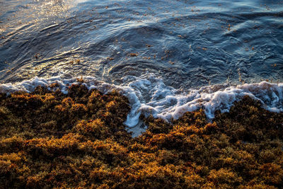 High angle view of waves and sargazo on beach