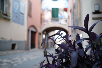 Close-up of plant against building