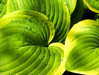 Attractive variegated leaves of a hosta plant in sunlight with water droplets after a rain shower