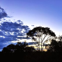 Low angle view of silhouette trees against sky