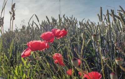 Close-up of red poppy flowers in field