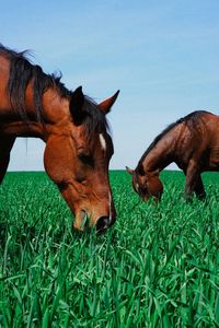 Horse grazing in field