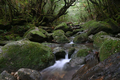 Scenic view of waterfall in forest