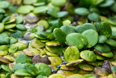 Full frame shot of water