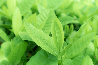 Close-up of raindrops on leaves