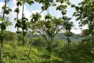 Trees growing in forest