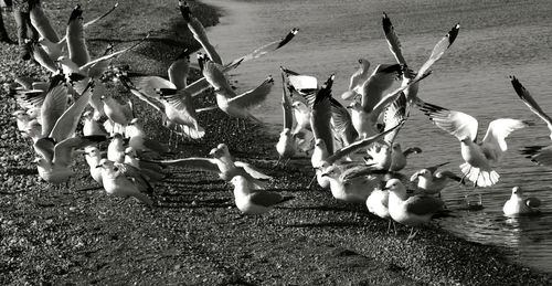 High angle view of birds flying over land