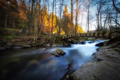 Stream amidst trees in forest during autumn