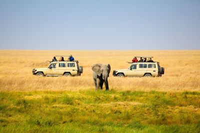 Tourists in vehicles visiting african elephant at serengeti national park