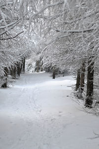 Snow covered landscape