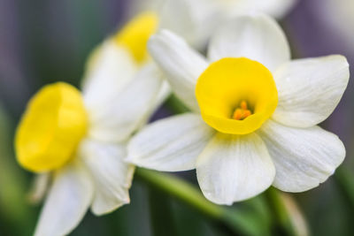 Close-up of yellow flowers blooming outdoors