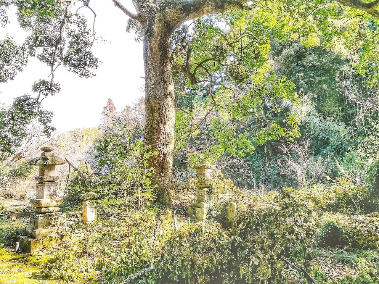 VIEW OF TREES GROWING AGAINST SKY